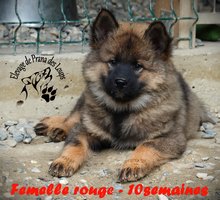 chiot eurasier